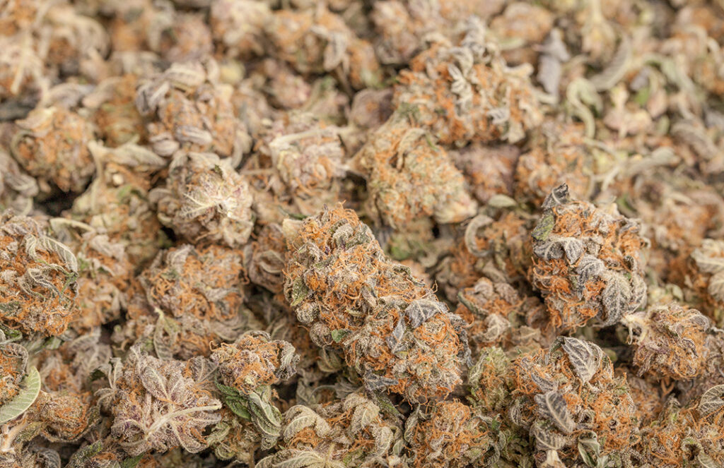 Hand Trimmed THCa Flower