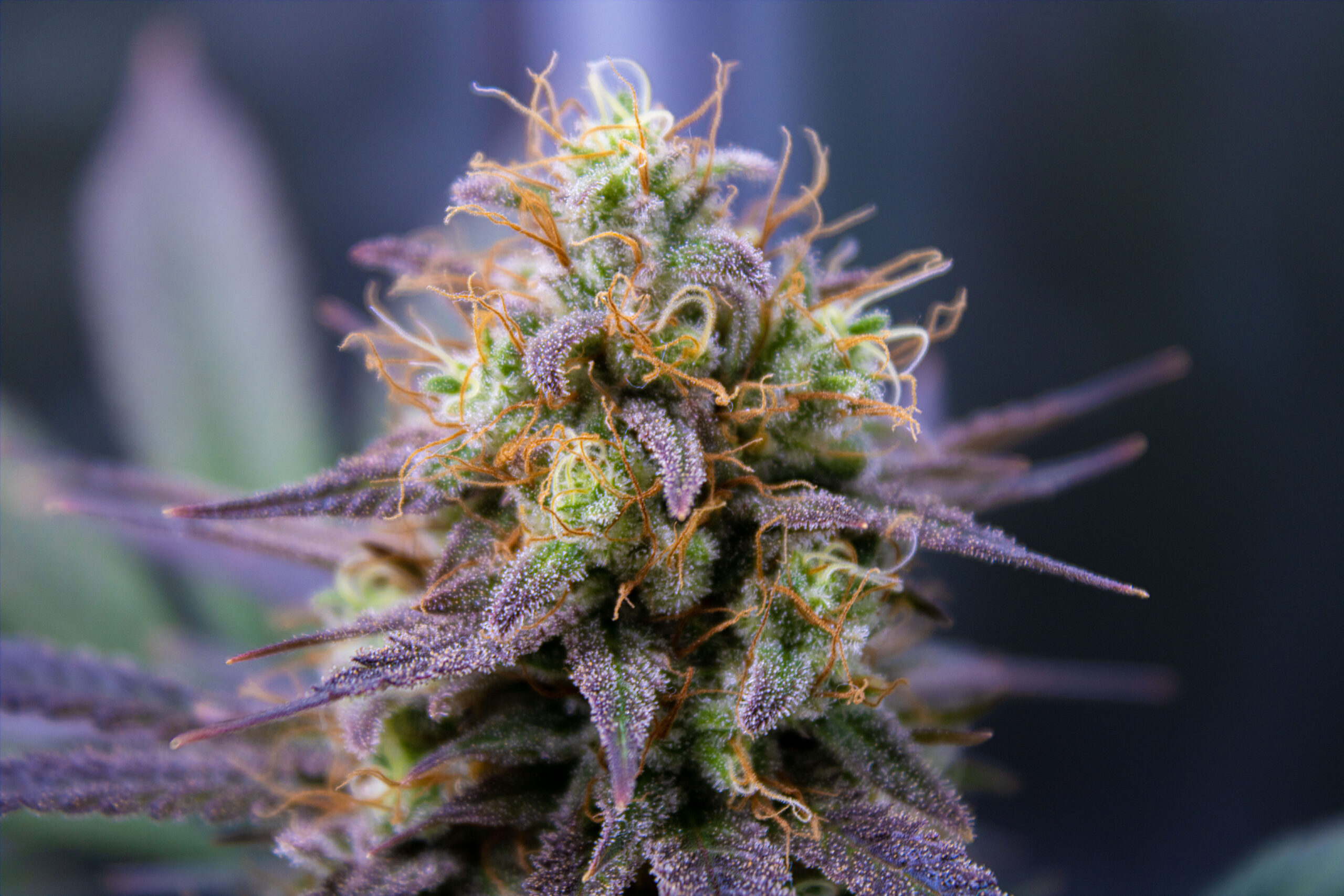 Hybrid Flower