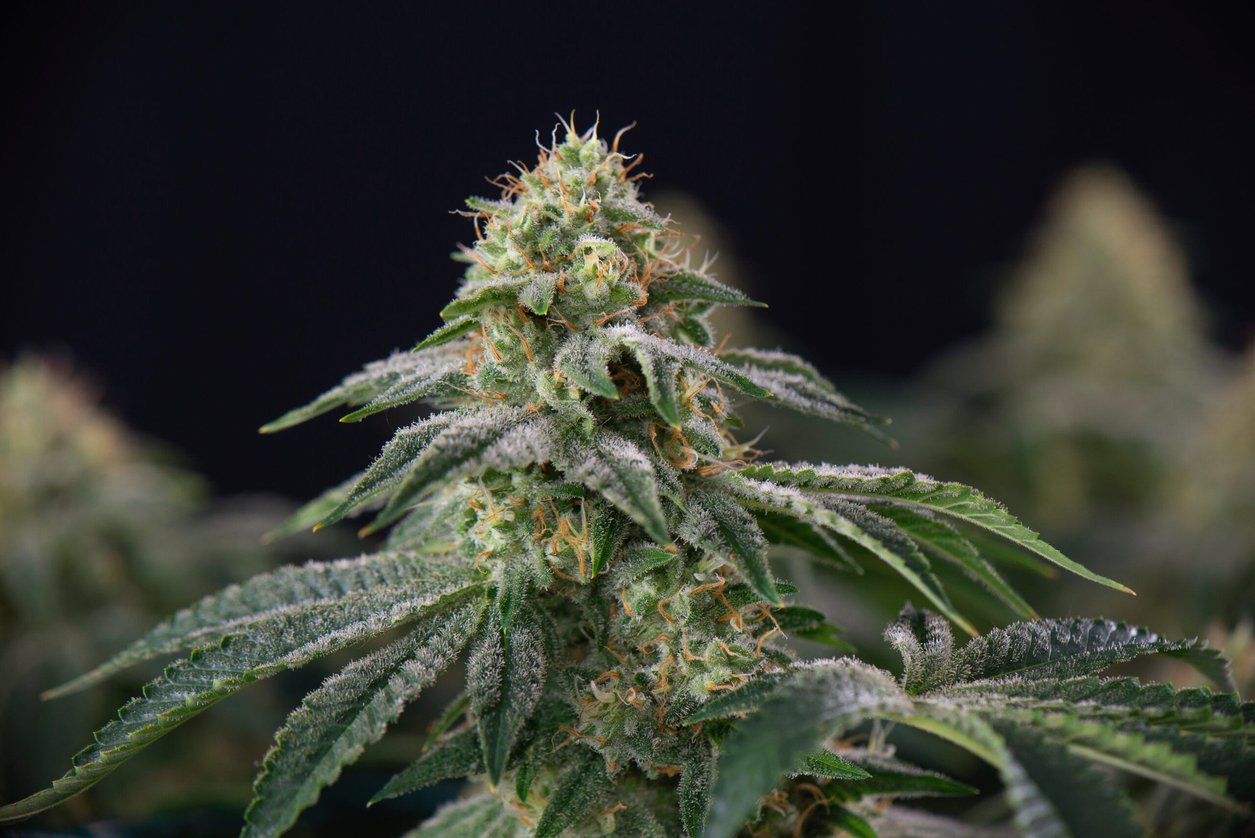 Indica Flower