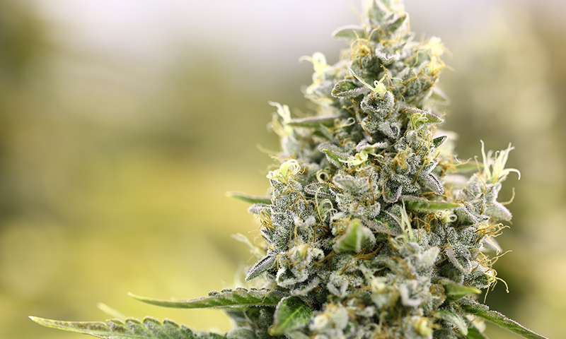Lab Tested THCa Flower