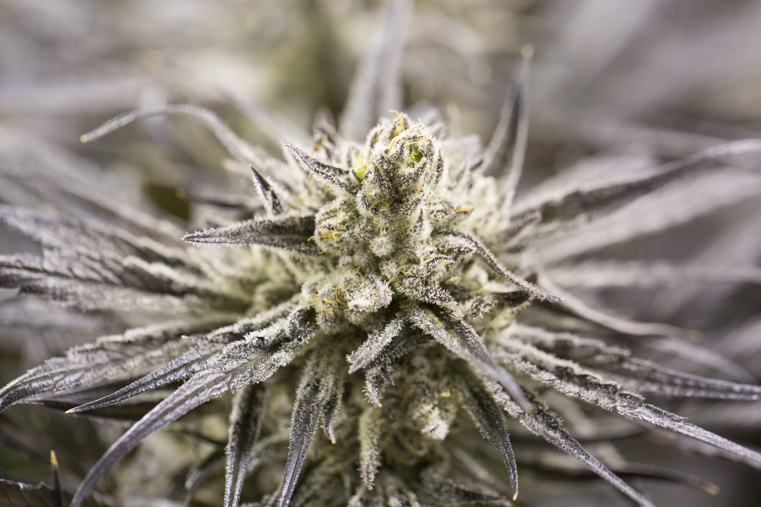Sativa Flower