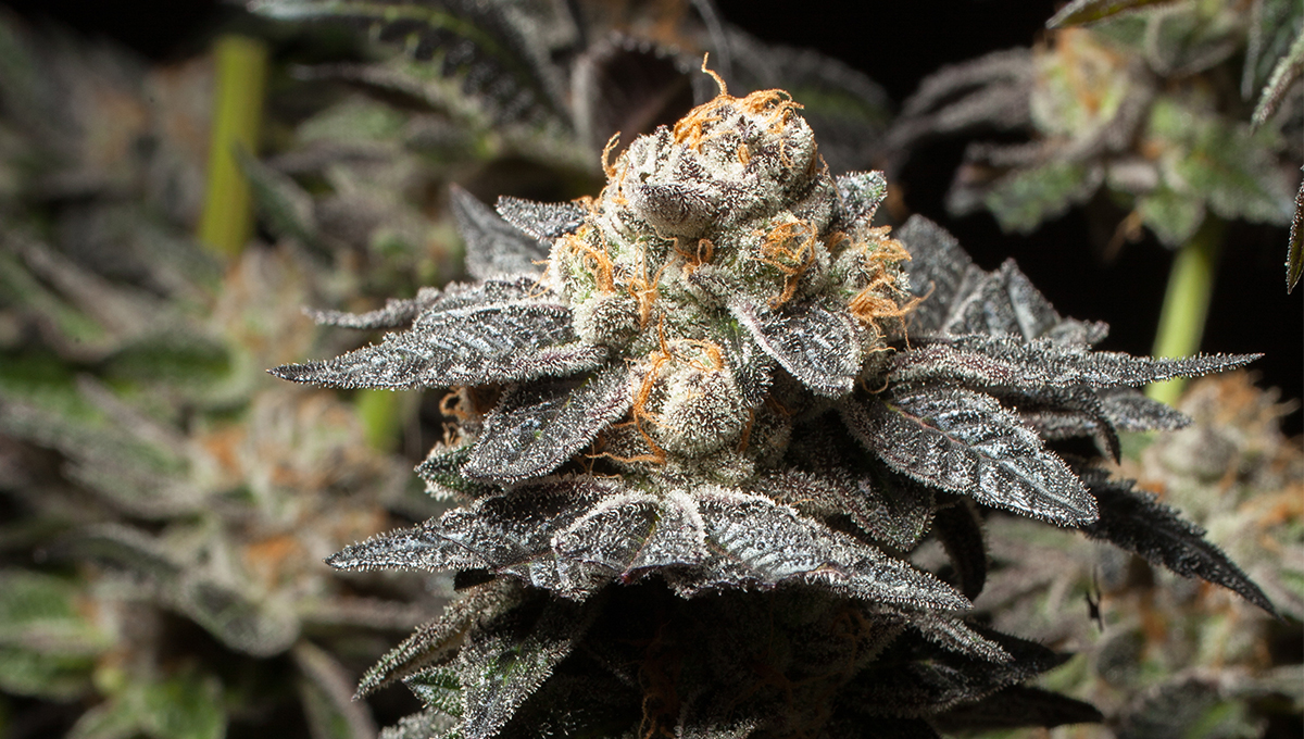 Potent THCa Flower