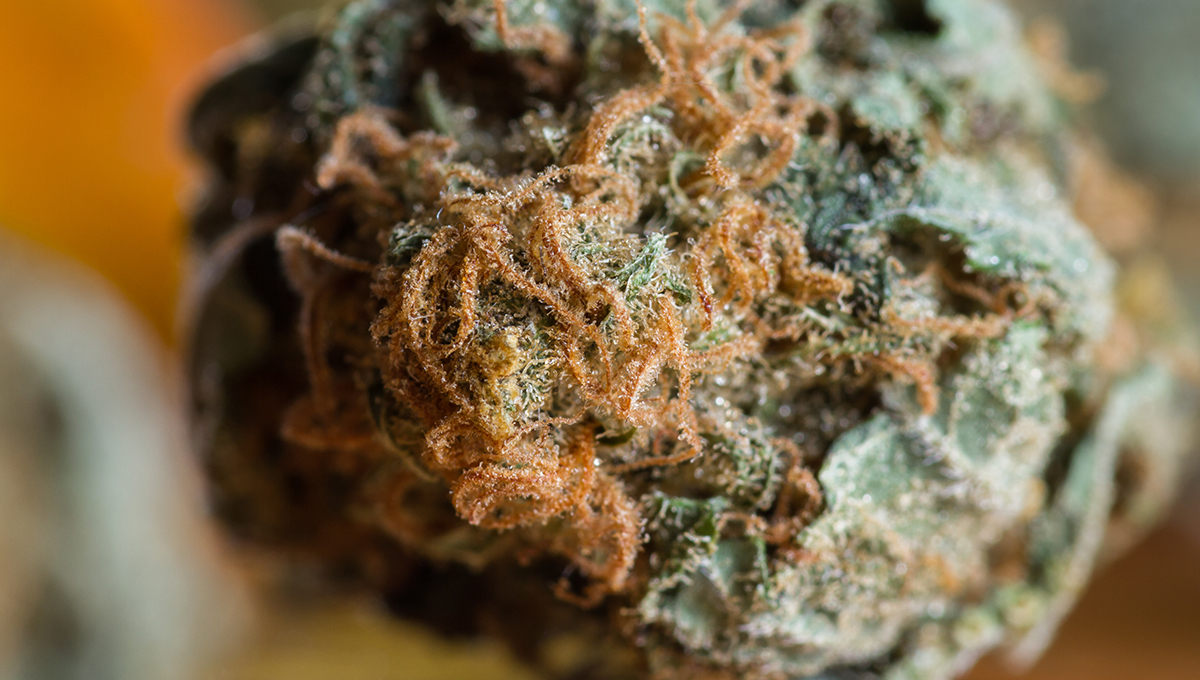 Best THCa Flower