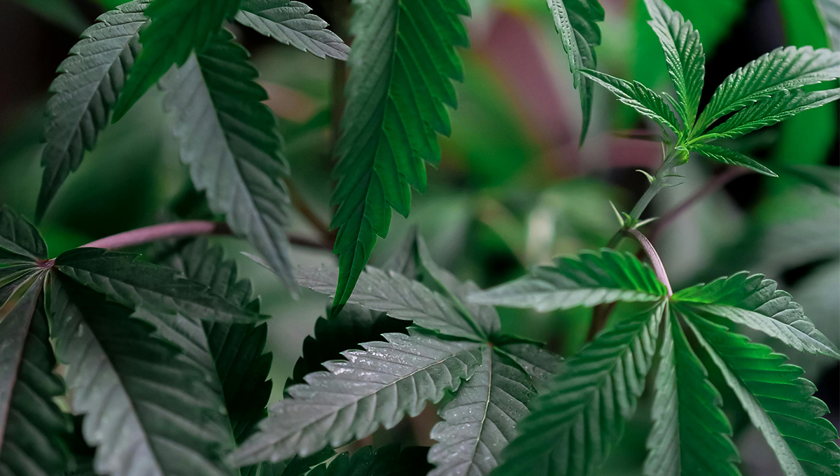 Cannabis Growth