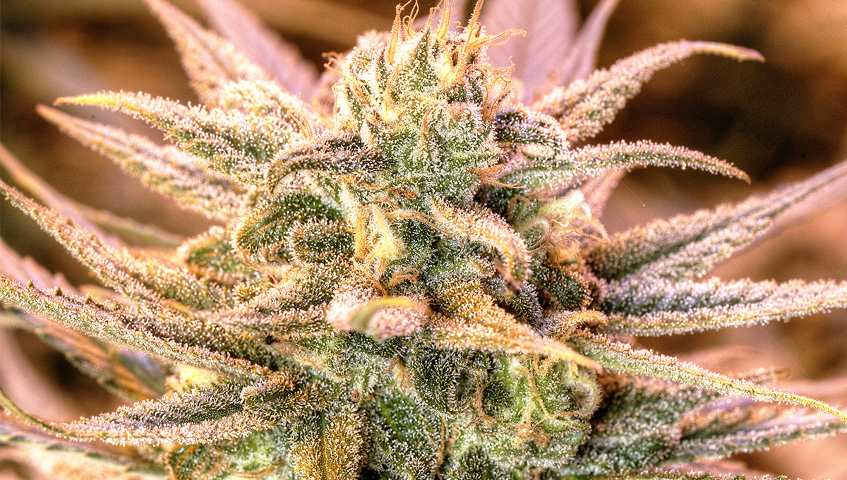 THCa Flower Sold Online